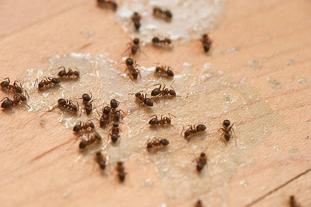 Best Termite Control Services  in East Village, CT