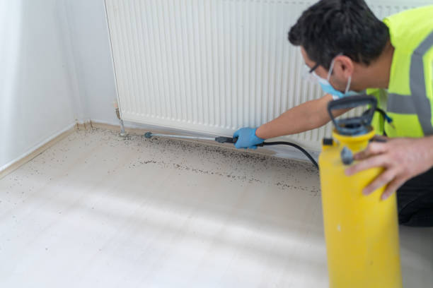 Best Local Pest Control Services  in East Village, CT