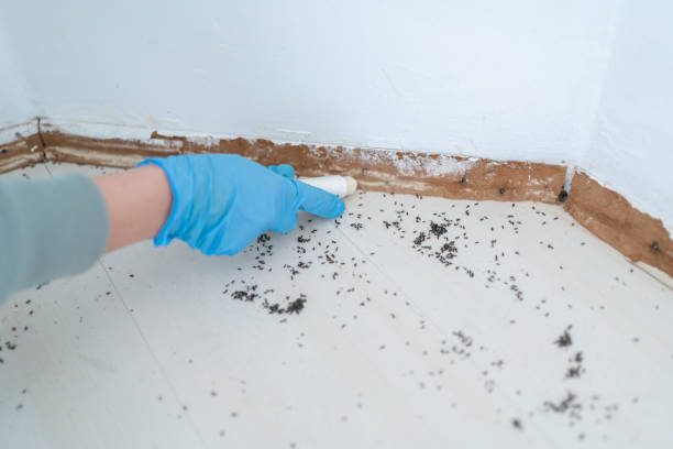 Best Pest Inspection Near Me  in East Village, CT
