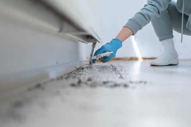 Wasp Removal Services in East Village, CT
